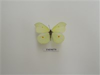 藏品(臺灣鉤粉蝶)的圖片